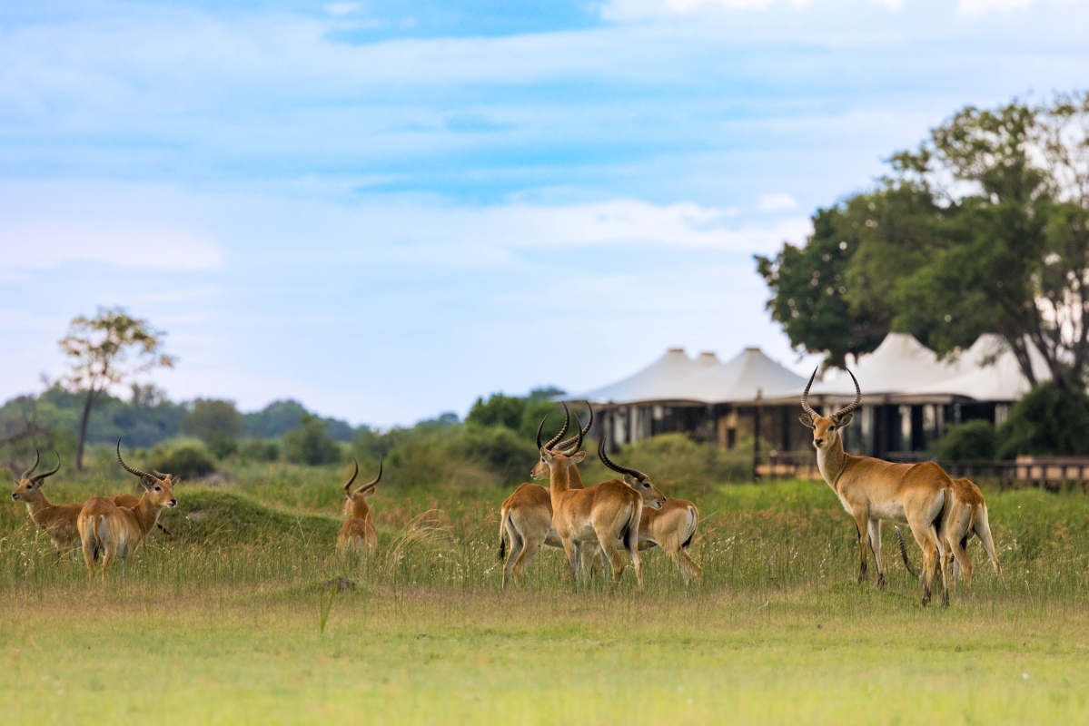 Daunara Safari Camp Antelope