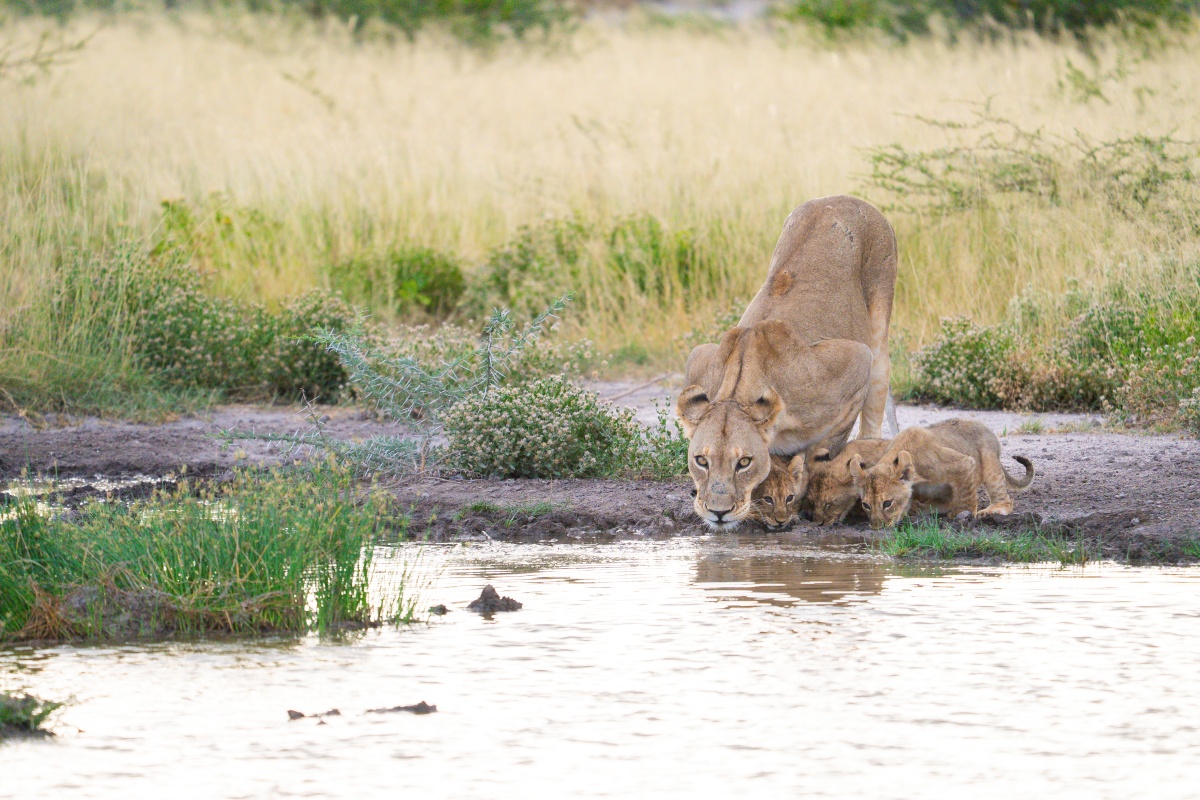 Daunara Safari Camp Botswana Lions