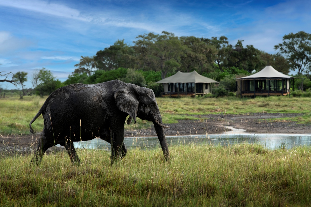Daunara Safari Camp Elephant
