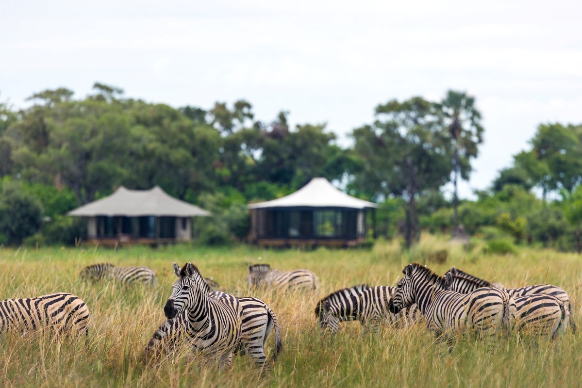 Daunara Safari Camp Zebra
