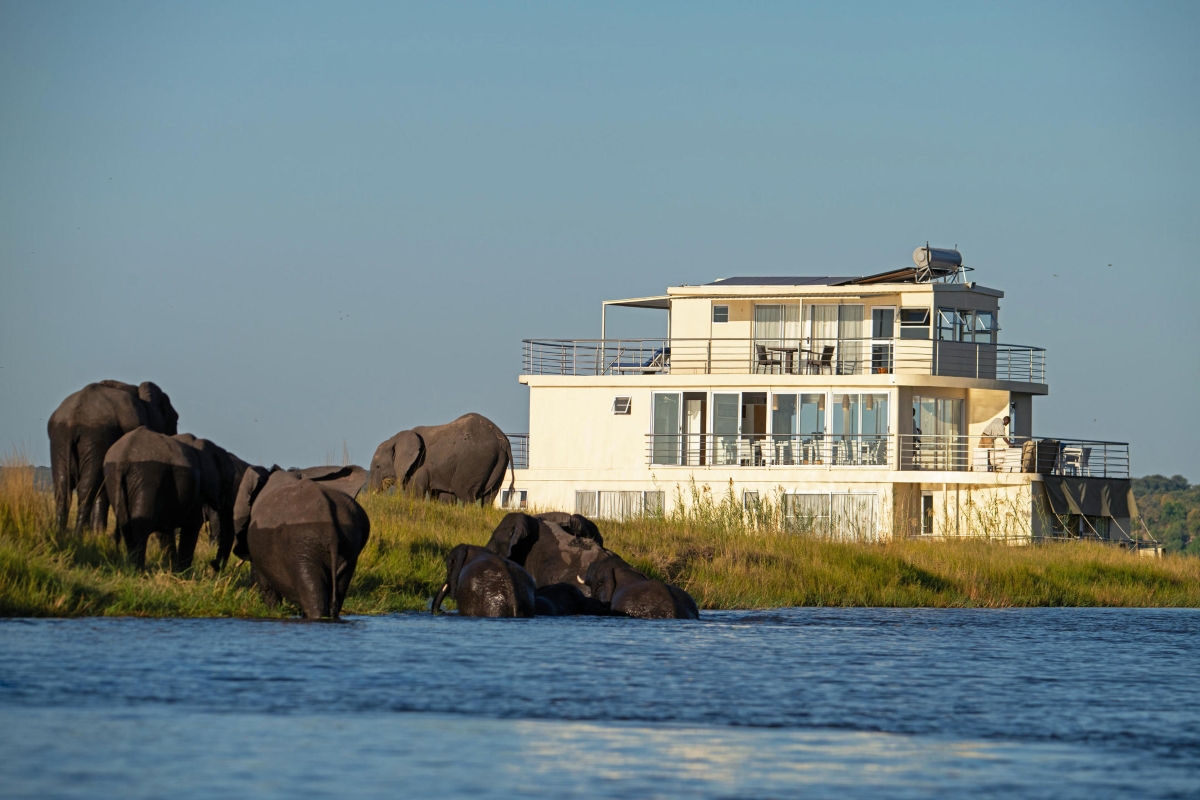 Chobe Princess Elephants out of Water