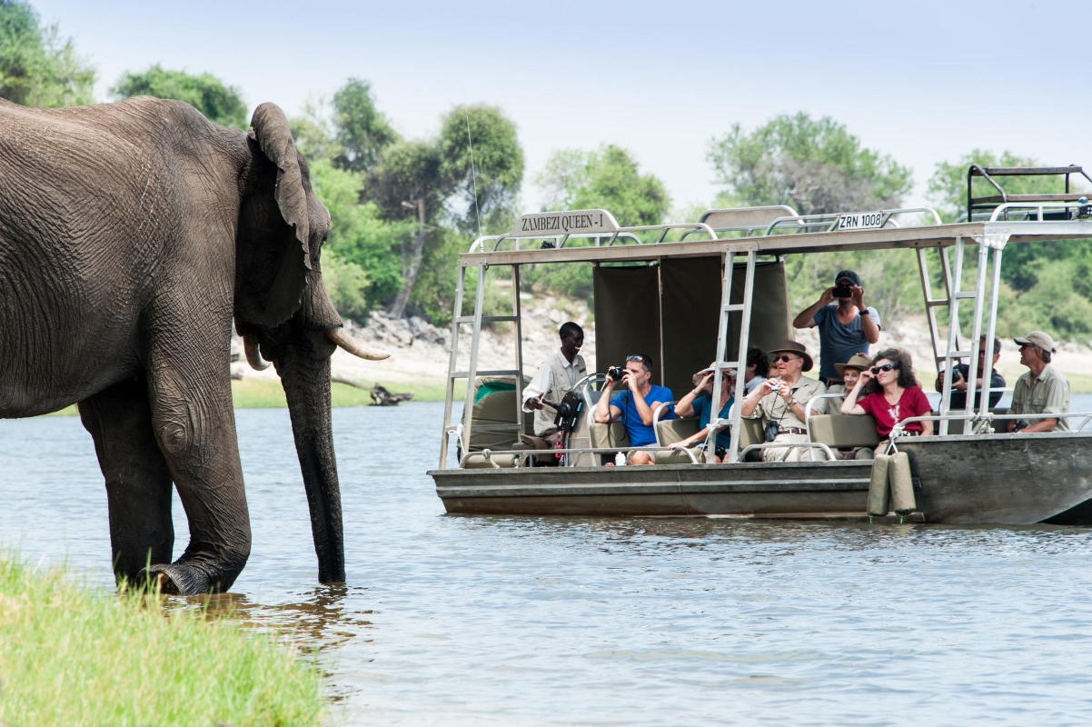 Chobe Princess Large Elephant