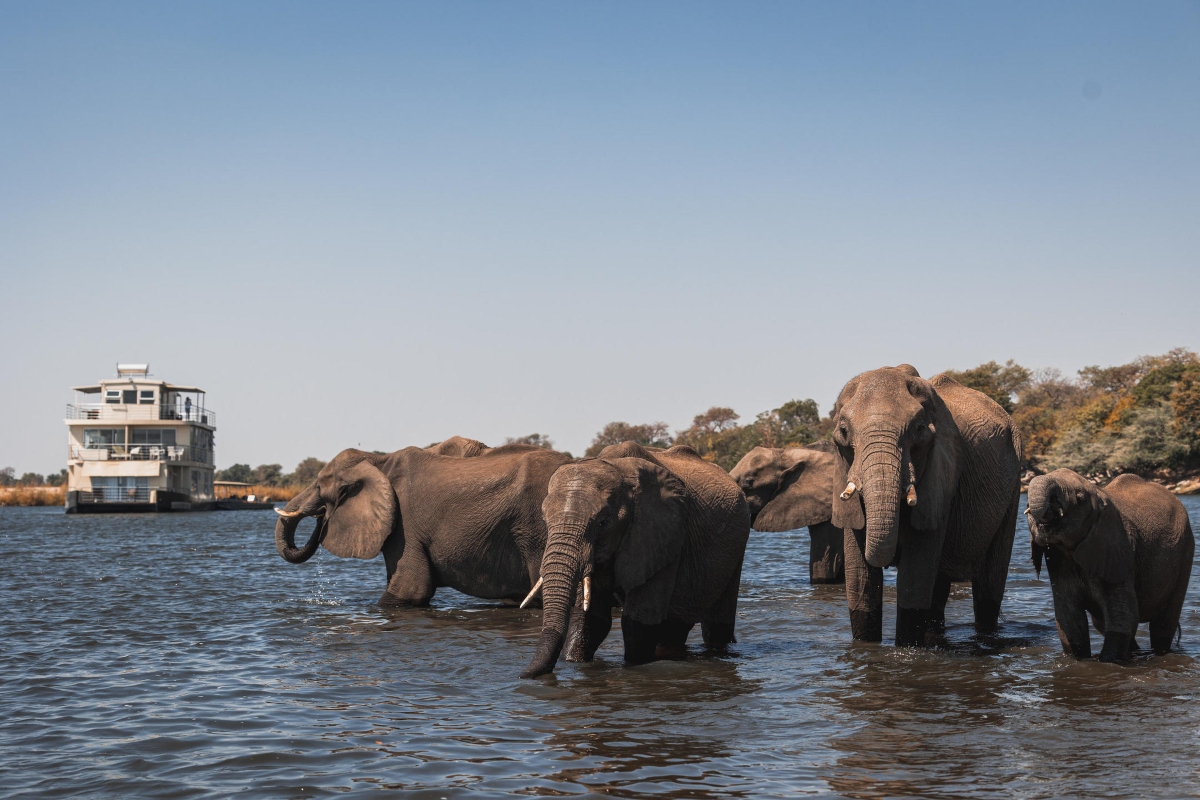 Chobe Princess with Elephant herd
