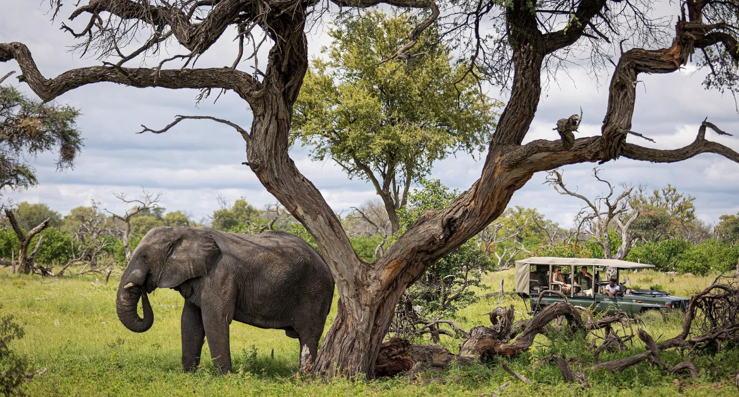Feline Fields Vintage Camp Game Drive Snacks