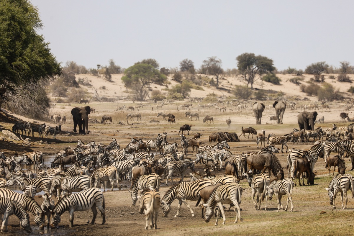 Moela Safari Lodge Elephants and game