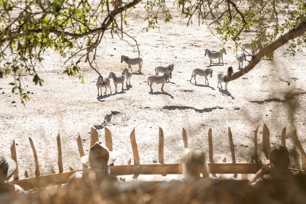 Moela Safari Lodge Viewing Deck Zebra
