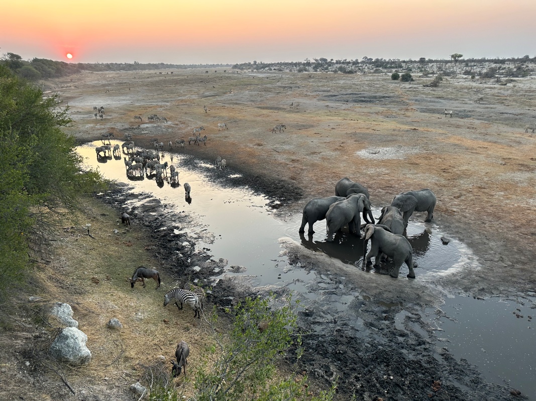 Moela Safari Lodge elephants at watering hole