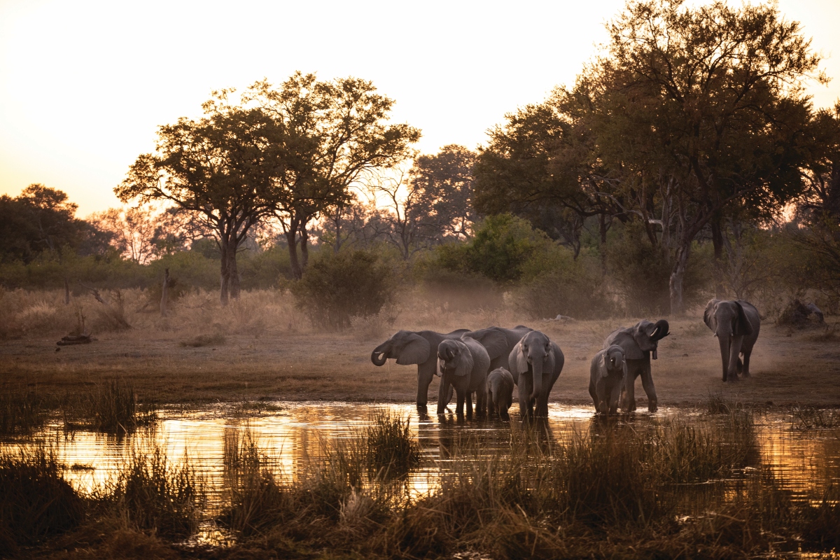 Selinda Camp - Wildlife Elephants