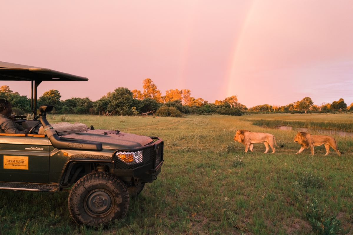 Selinda Camp - Wildlife Lions