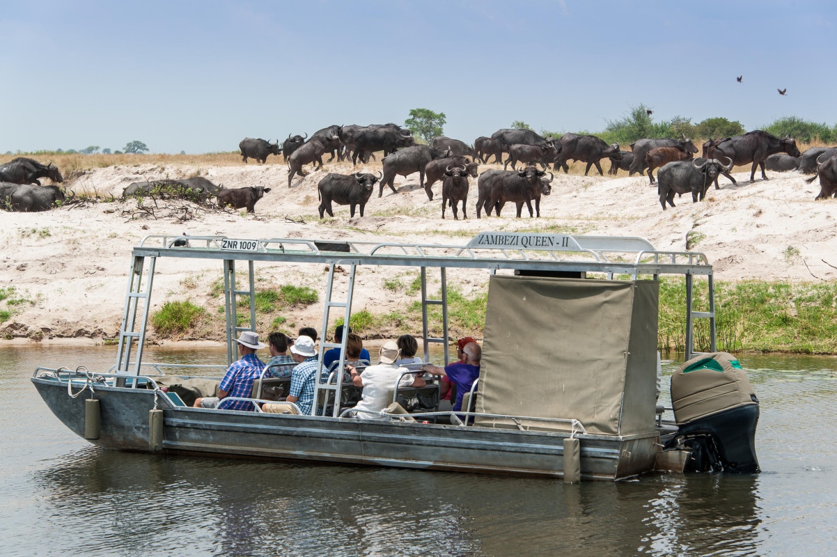 Zambezi Queen Buffalo from the water