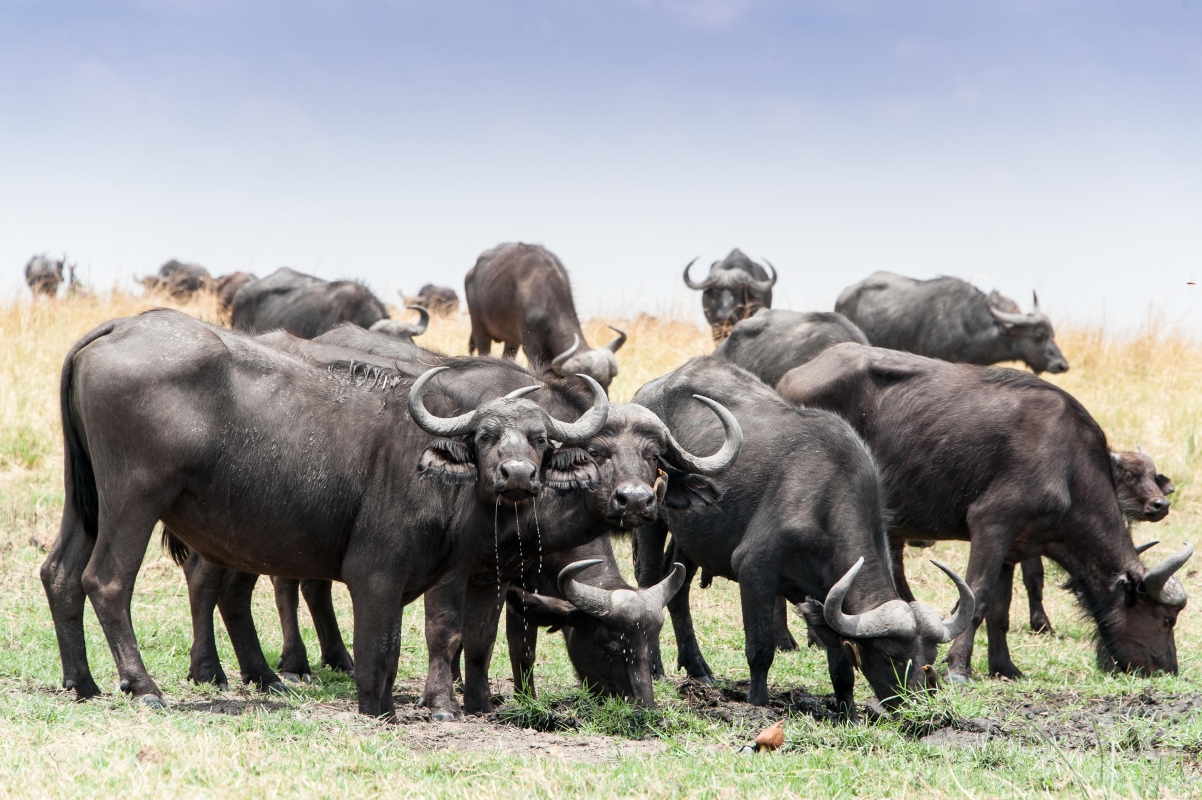 Zambezi Queen Buffalo