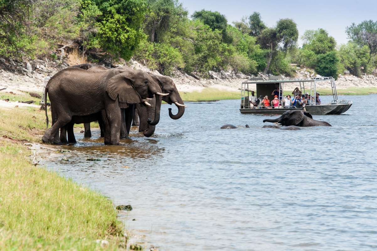 Zambezi Queen Elephants in the water