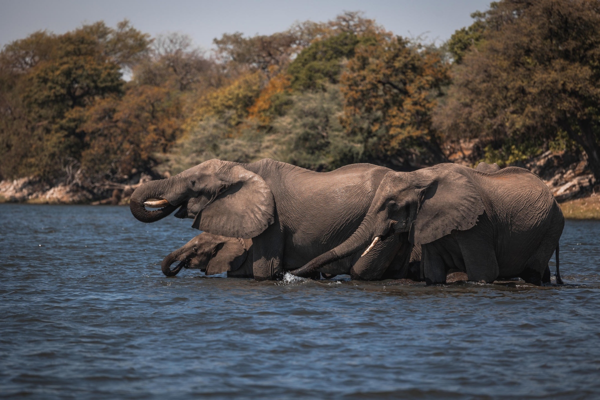 Zambezi Queen Elephants