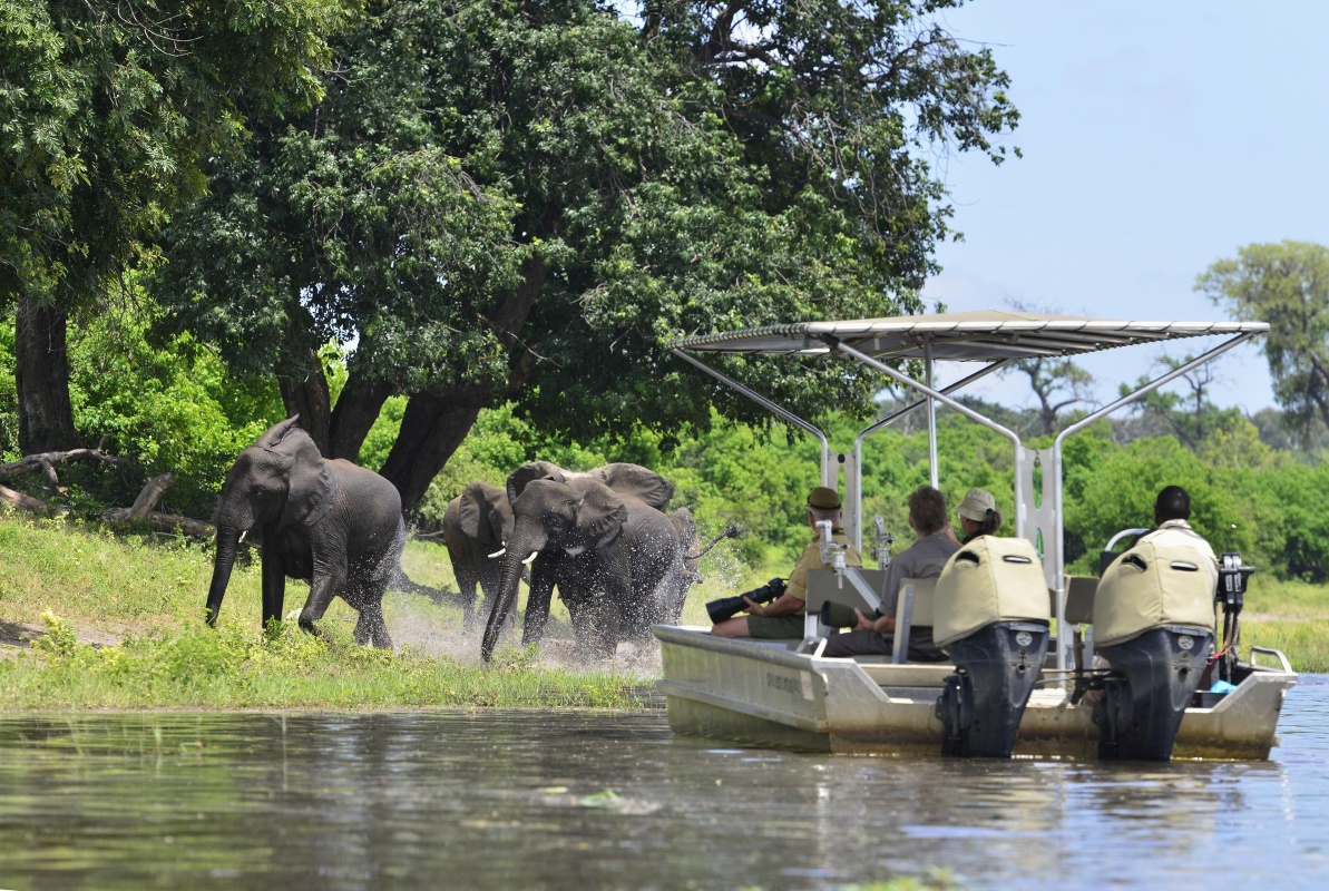Zambezi Queen Excursion Elephants