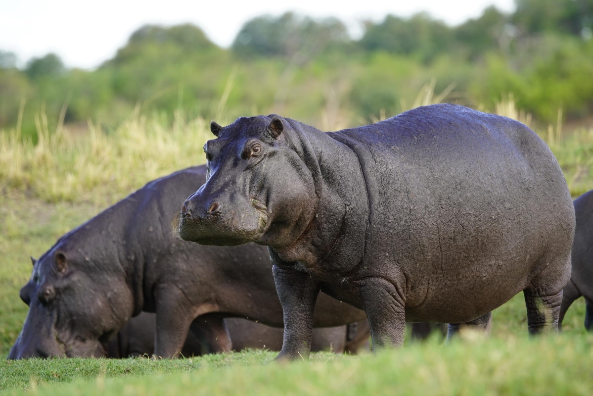 Zambezi Queen Hippo