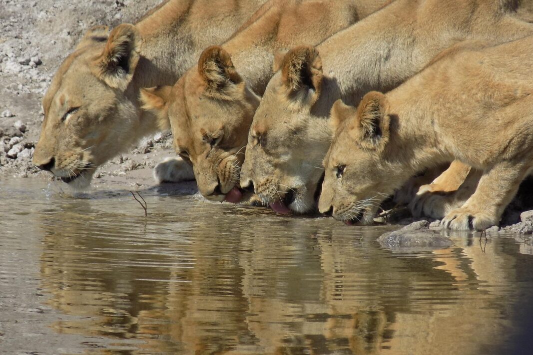 Zambezi Queen Lions