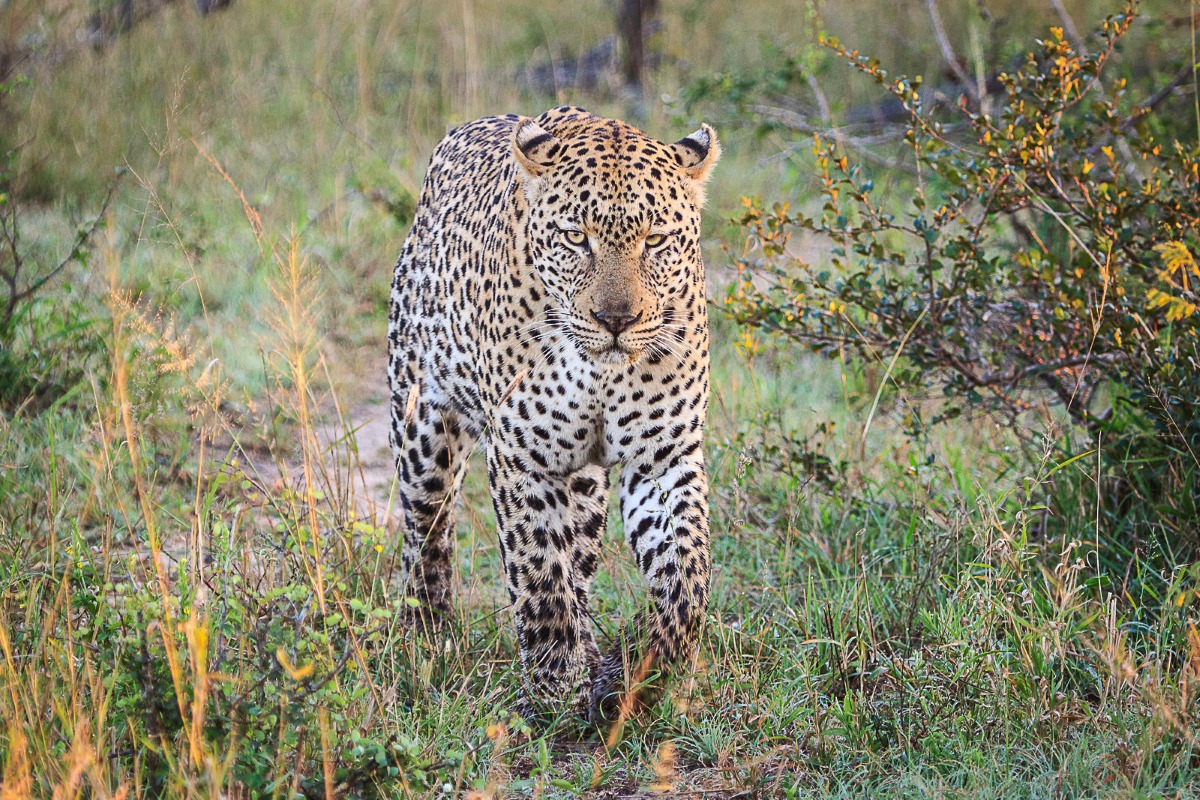 Zambezi Queen Wildlife