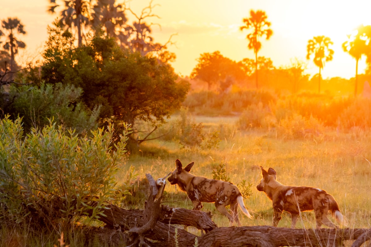 Pom Pom Camp Hyena