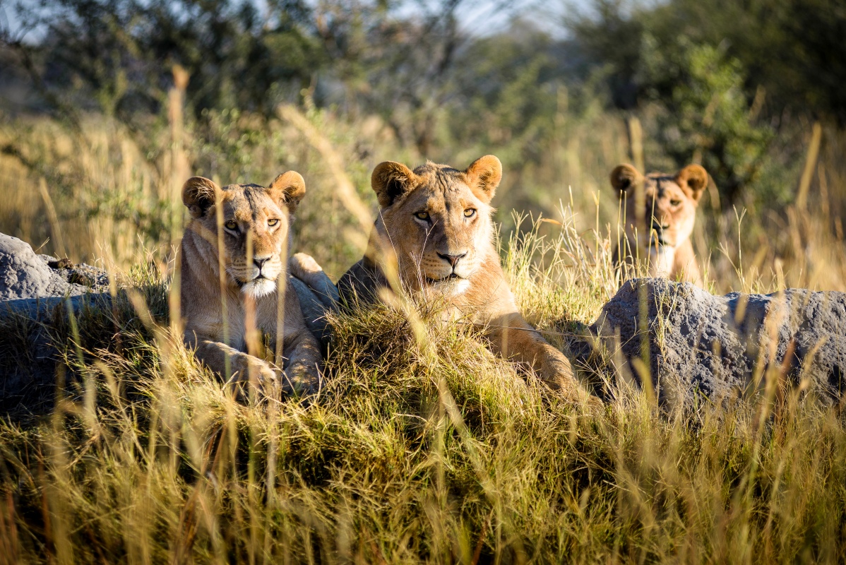 Chief's Camp Lions