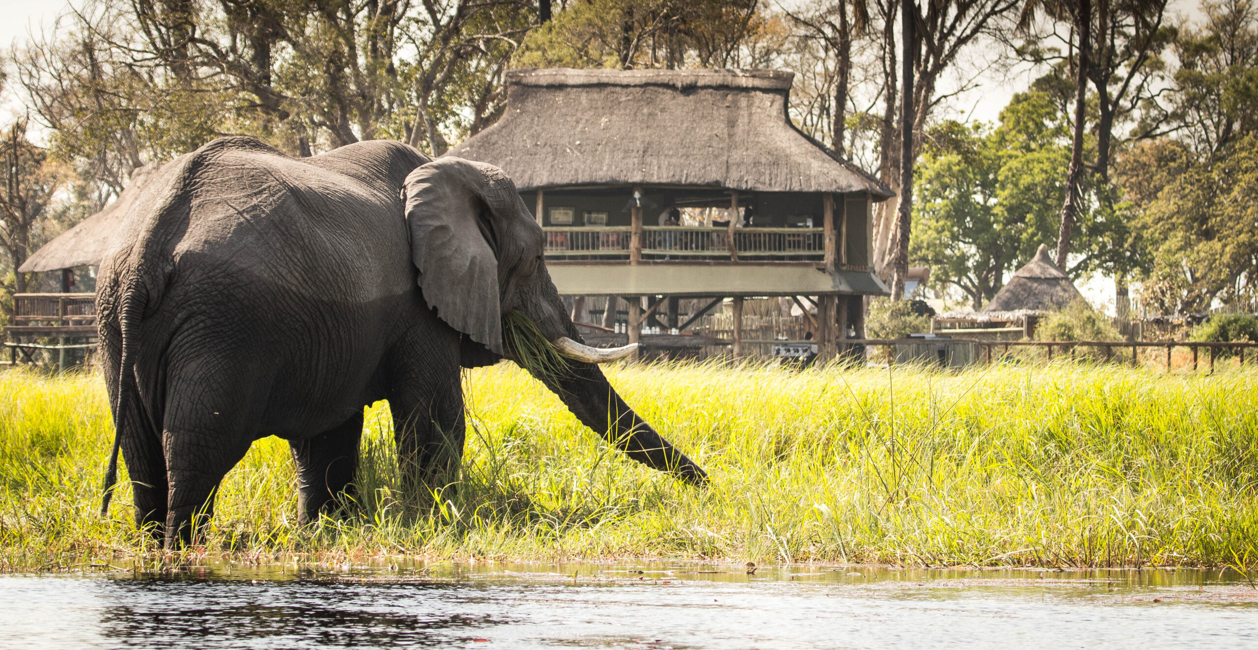 MOremi Crossing Large Elephant