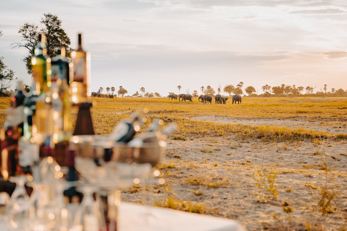 Moremi Crossing Drinks with Elephants