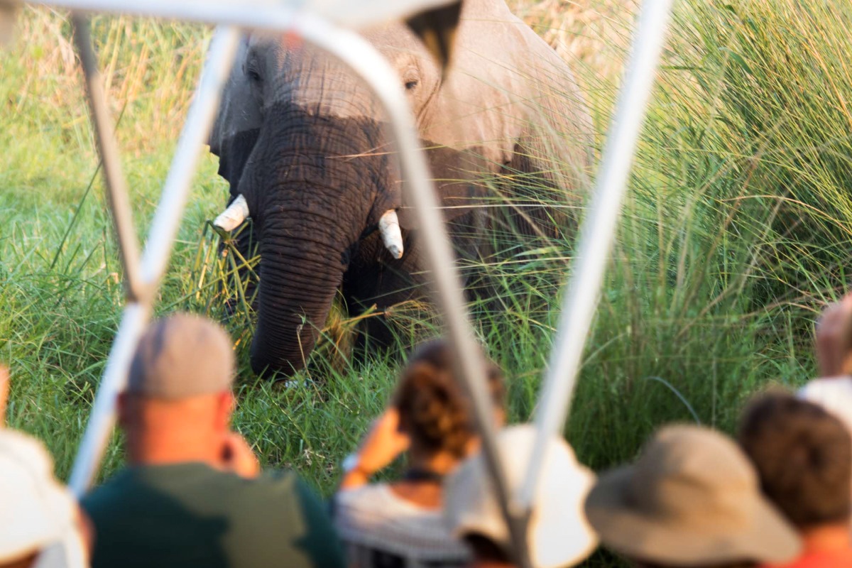 Moremi Crossing Elephant