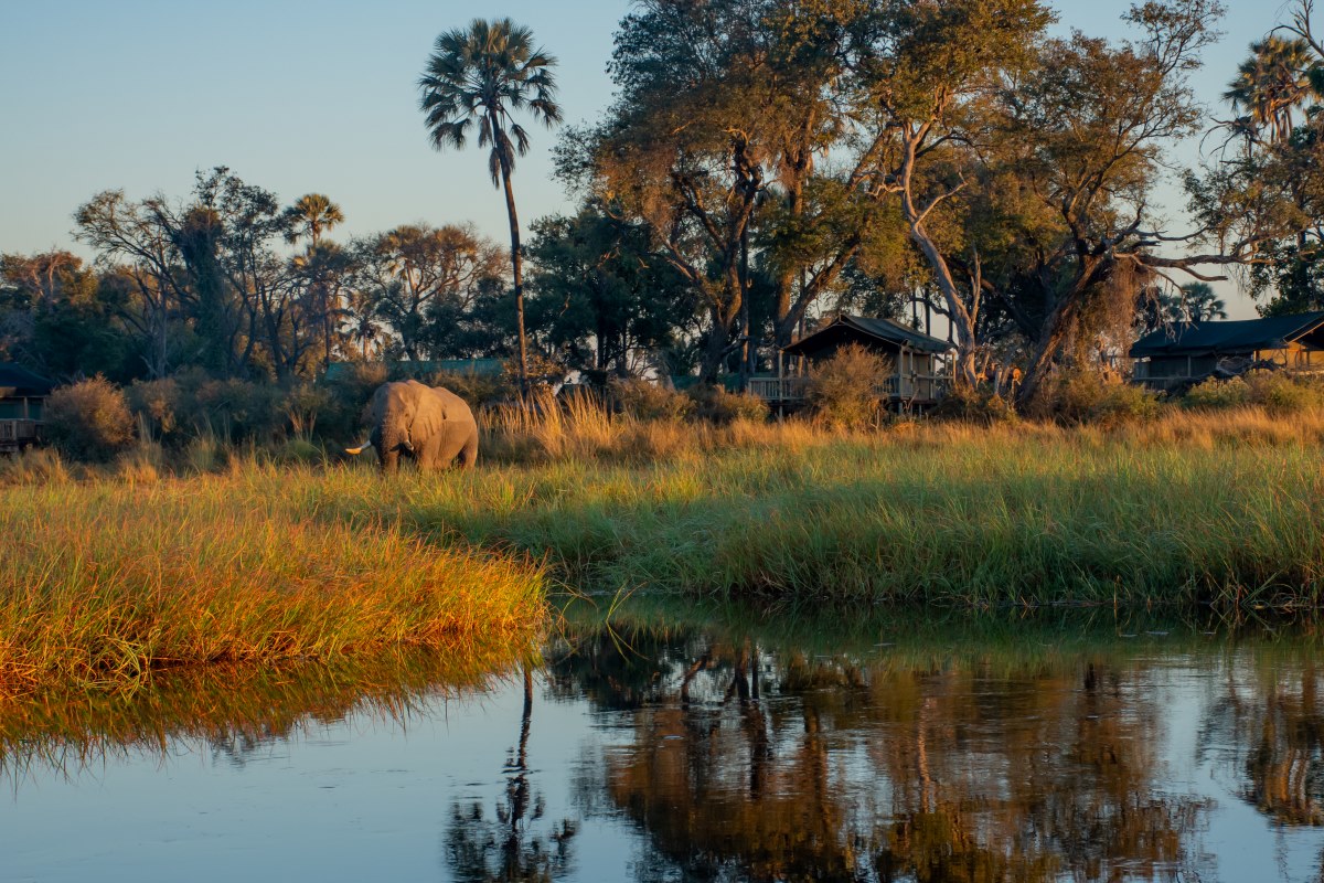 Moremi Crossing Elephants